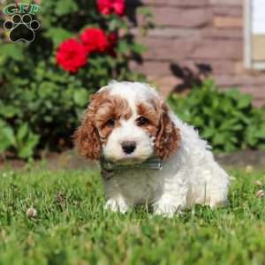 Baxter, Cockapoo Puppy